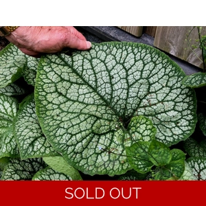 Brunnera macrophylla 'Jack Of Diamonds'
